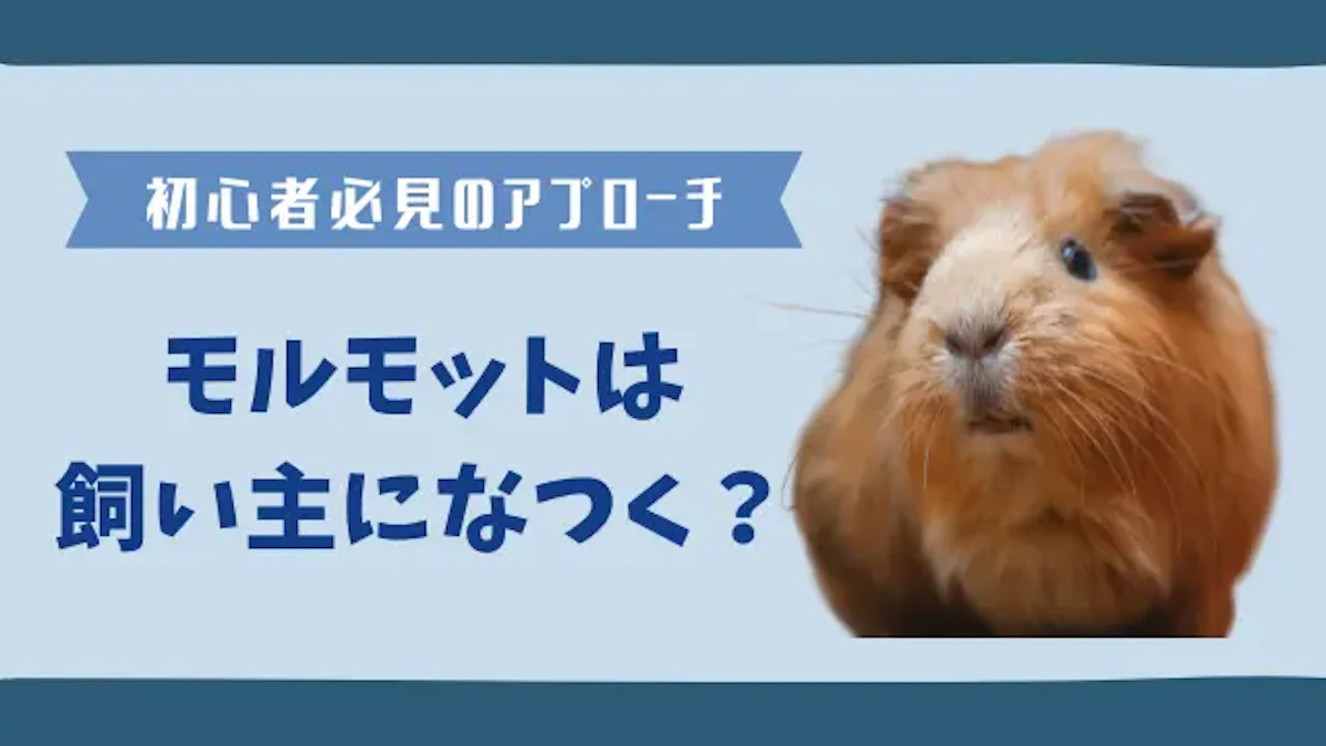 モルモットがなつく方法とは？　初心者必見の8つのアプローチ