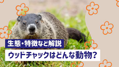 ウッドチャックとは?グラウンドホッグとも呼ばれる動物の生態と特徴のサムネイル画像