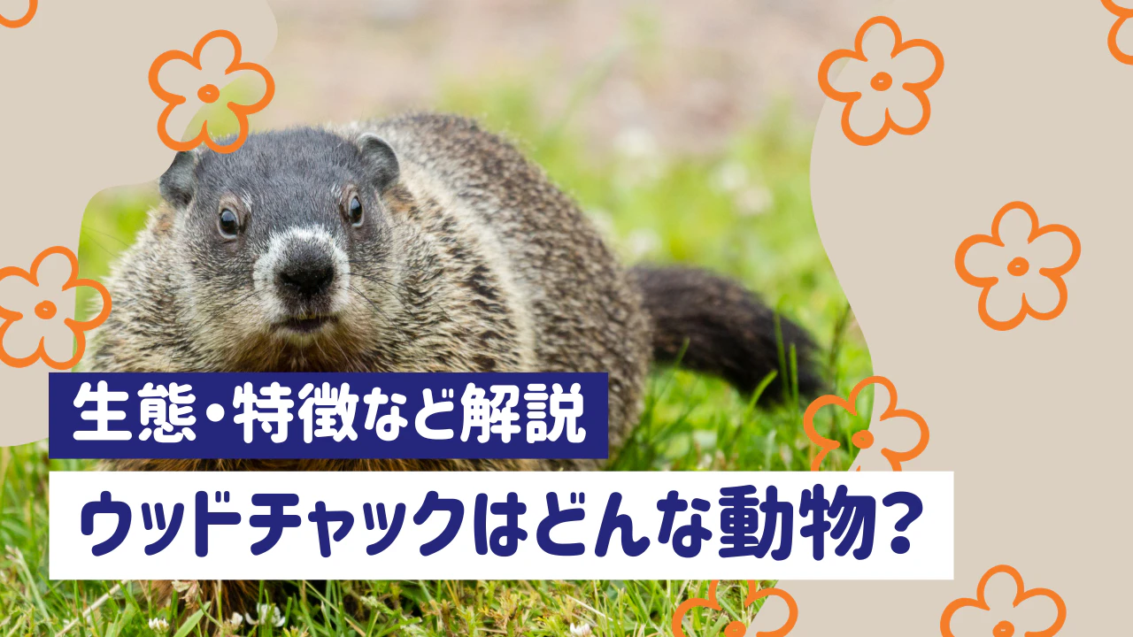 ウッドチャックとは?グラウンドホッグとも呼ばれる動物の生態と特徴