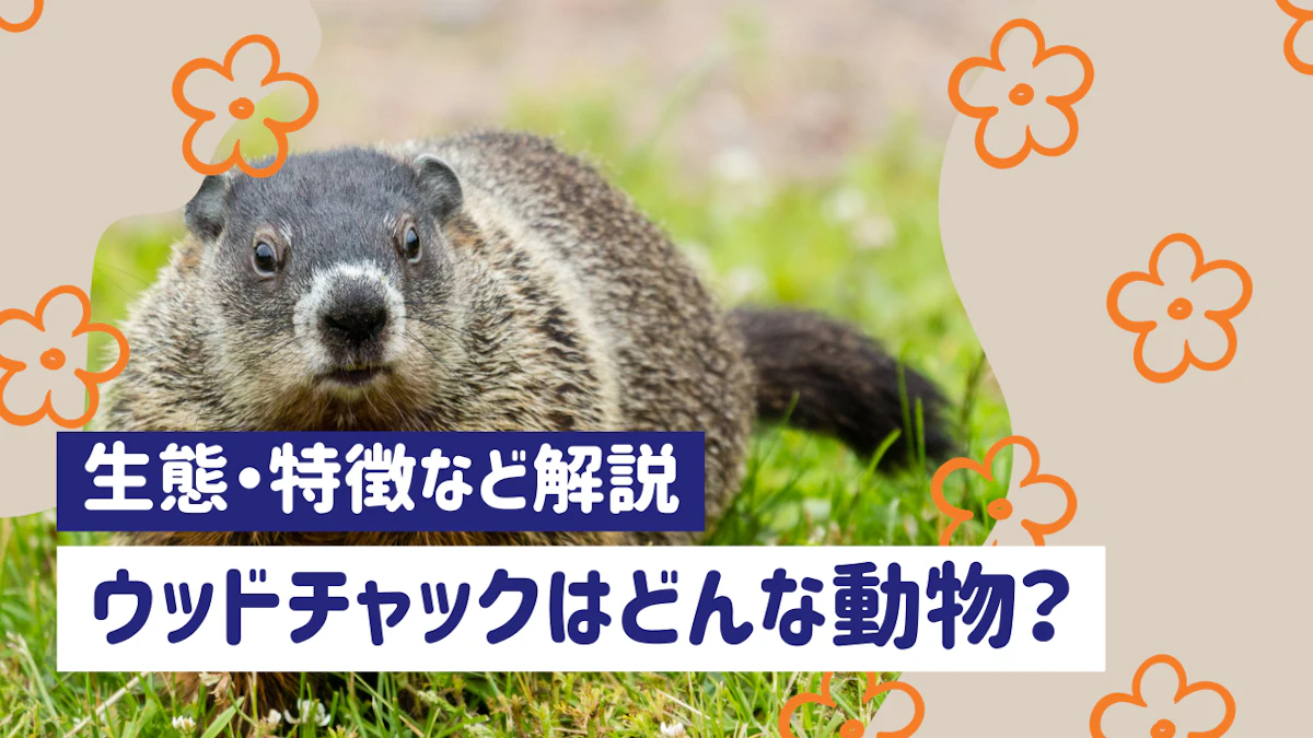 ウッドチャックとは？グラウンドホッグとも呼ばれる動物の生態と特徴