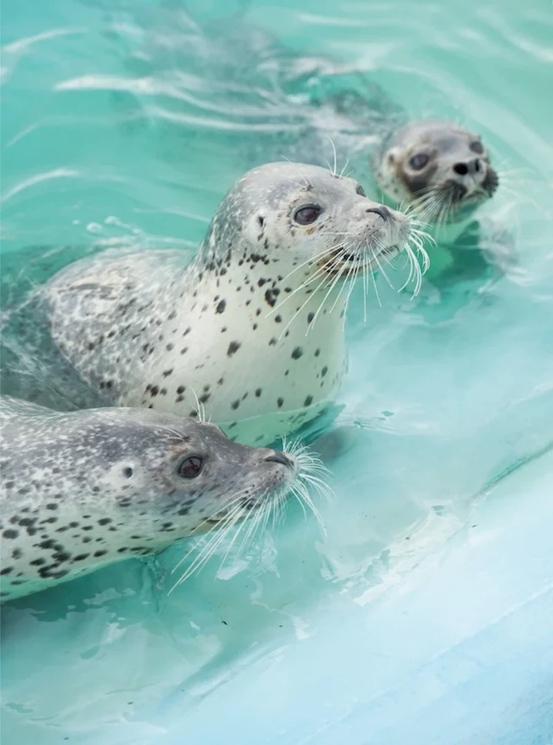 『アザラシまるごとBOOK』より（オホーツクとっかりセンター）3頭