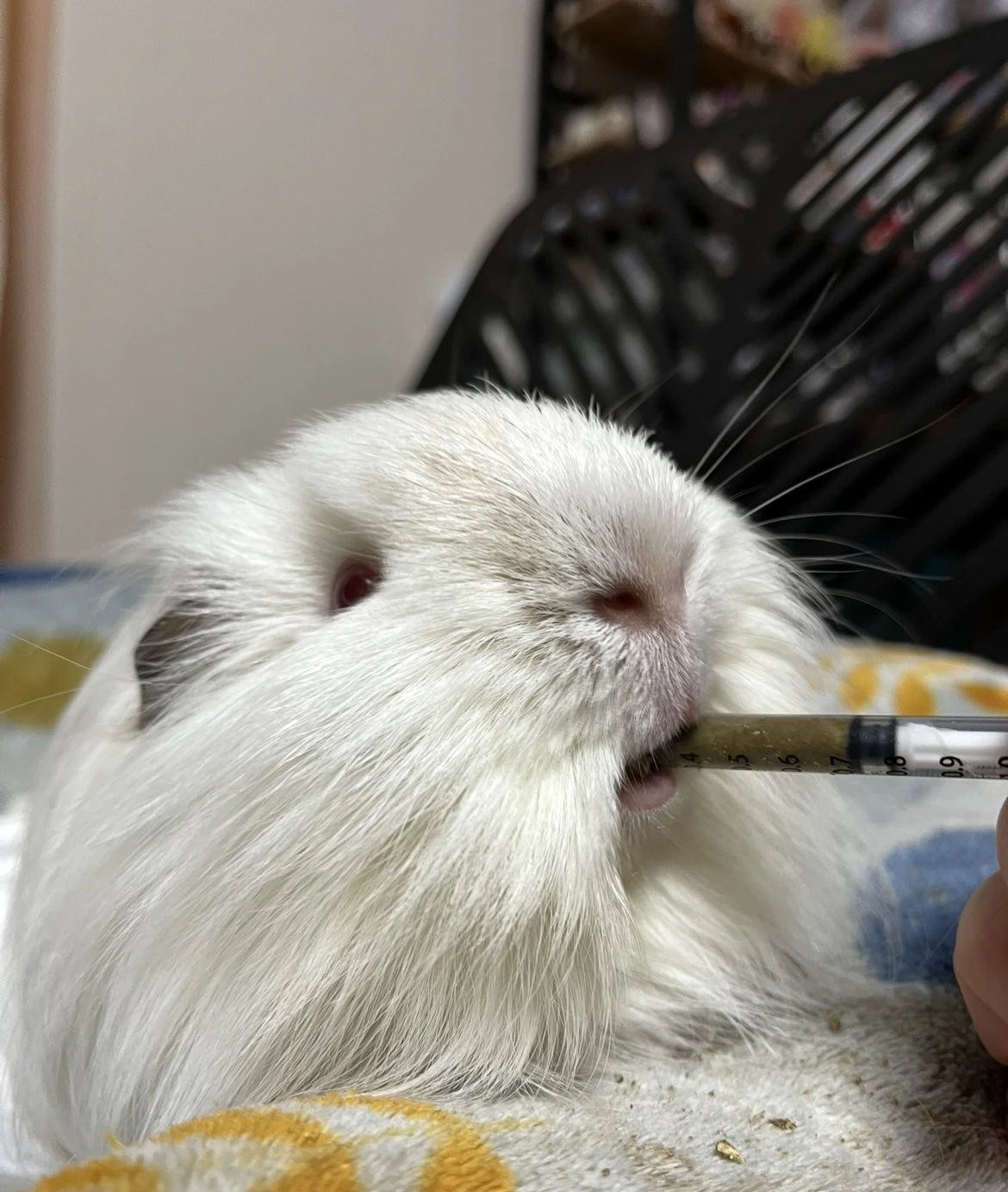 強制給餌が始まった杏仁くん