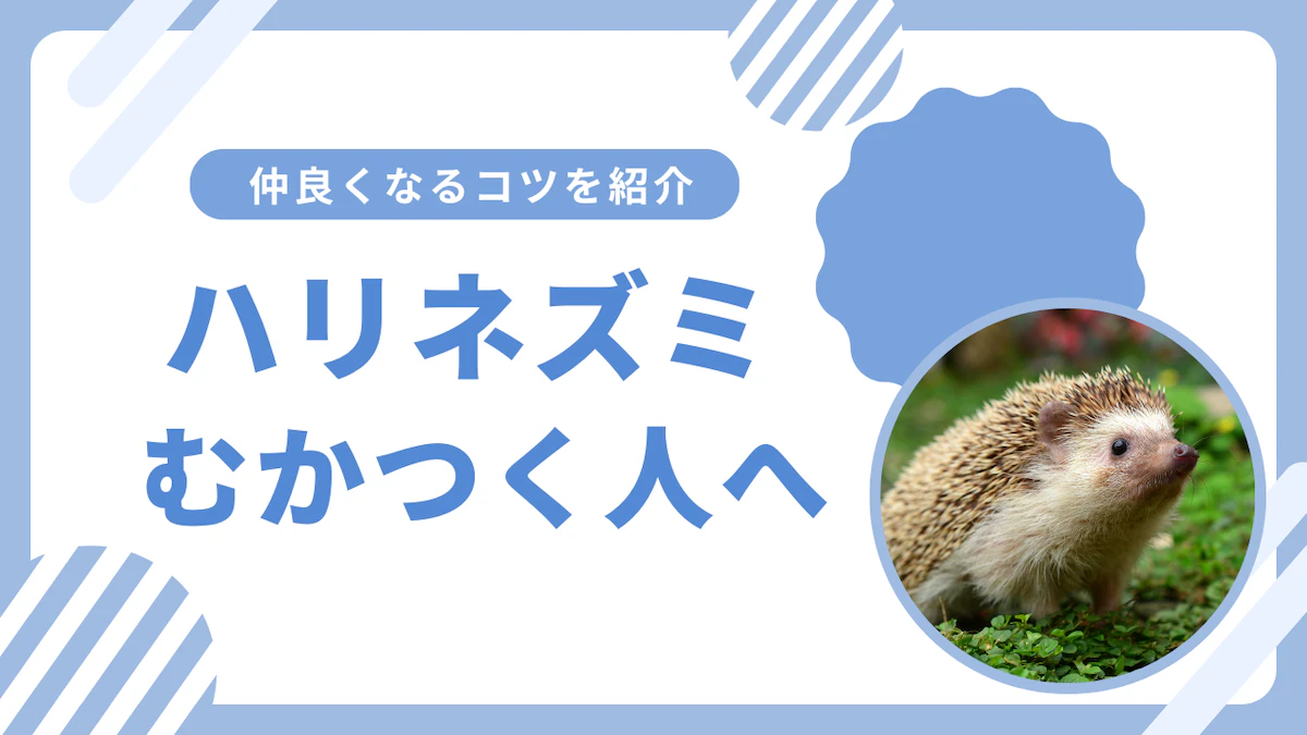 「ハリネズミにむかつく…」はあるある？ 共感必至の3つの困りごとのサムネイル画像