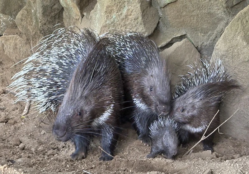 両親やきょうだいに寄り添う姿が愛らしい