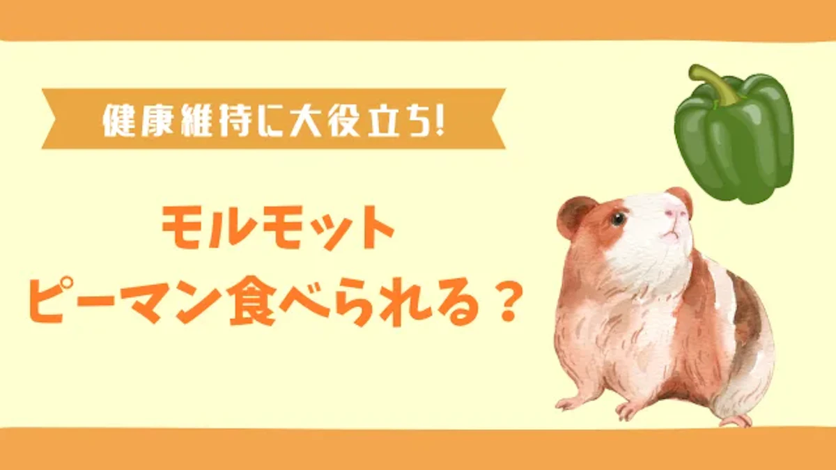 モルモットにとってピーマンは良い栄養源｜ビタミンC以外もたっぷりのサムネイル画像