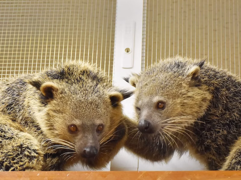 赤ちゃんの父「ふじ」と母「さつき」