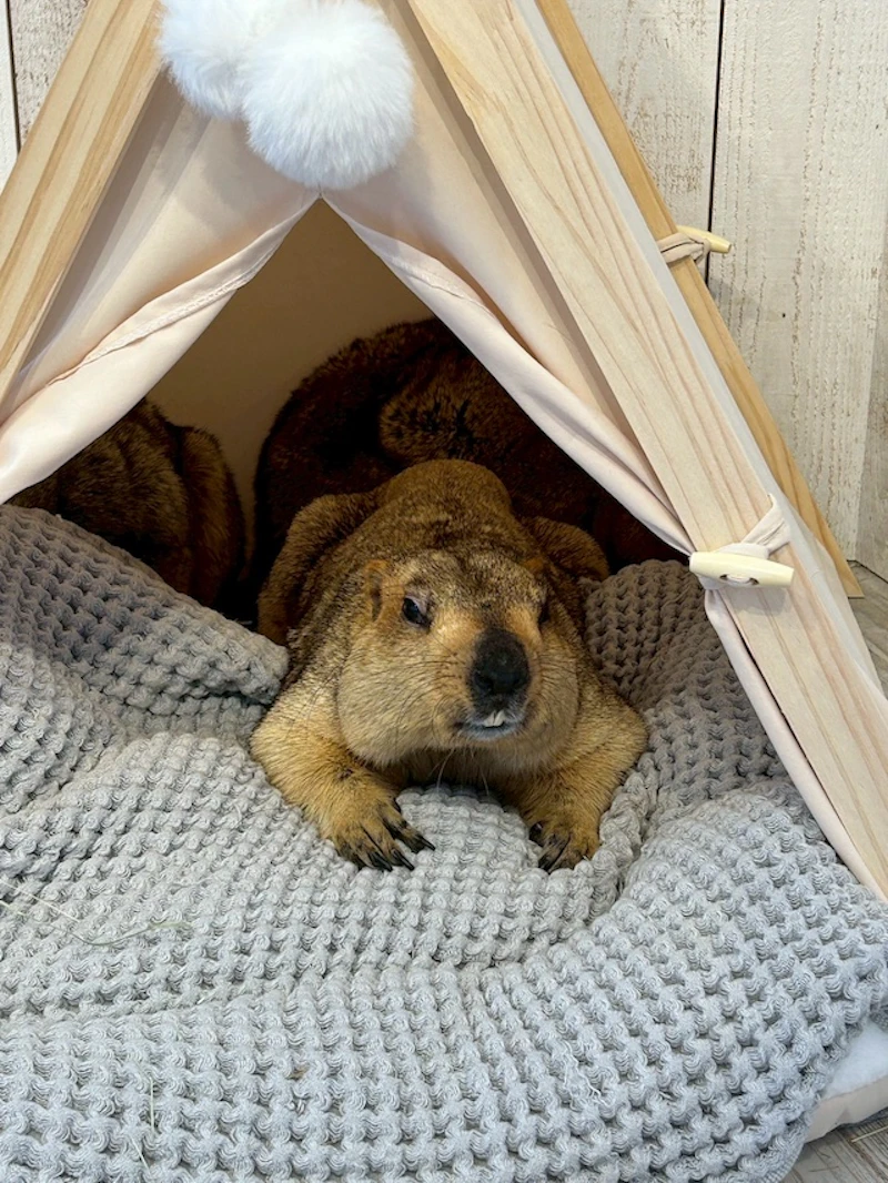 寝転ぶマーモット