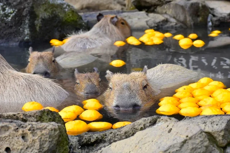 カピバラもゆず湯でぽっかぽか