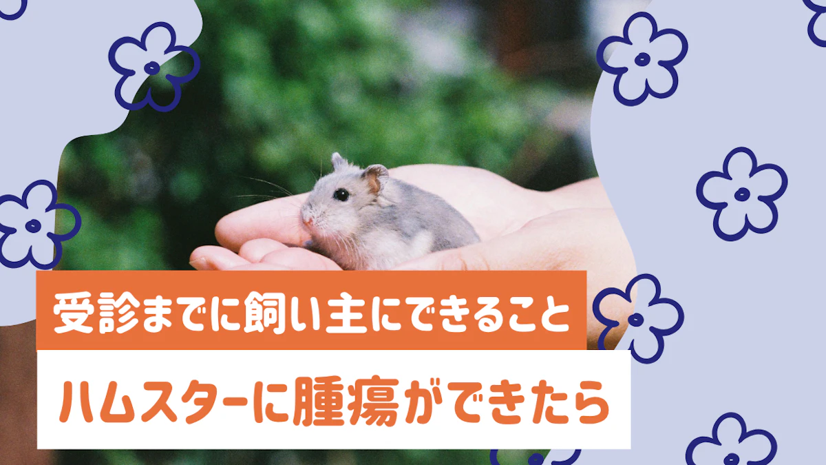 ハムスターに腫瘍ができた！受診までに飼い主にできること