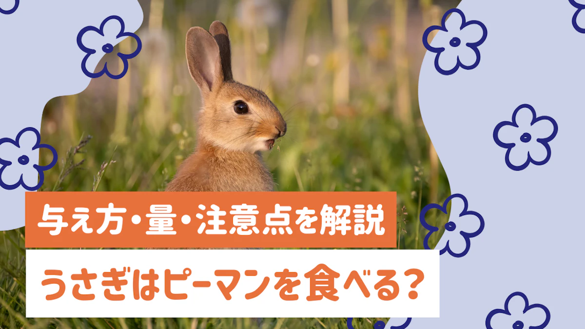うさぎにピーマンは食べさせていい？与え方・量・注意点を解説
