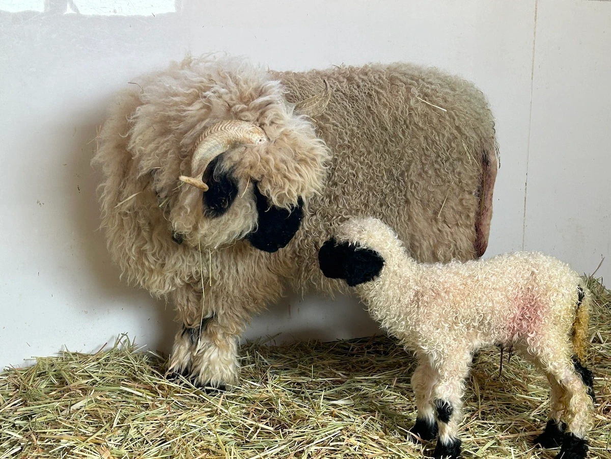 白と黒のコントラストが魅力！ローザンベリー多和田でヴァレーブラックノーズシープに赤ちゃんが誕生