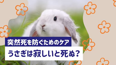 うさぎはさみしいと死ぬって本当？噂の真相と突然死を防ぐためのケアのサムネイル画像