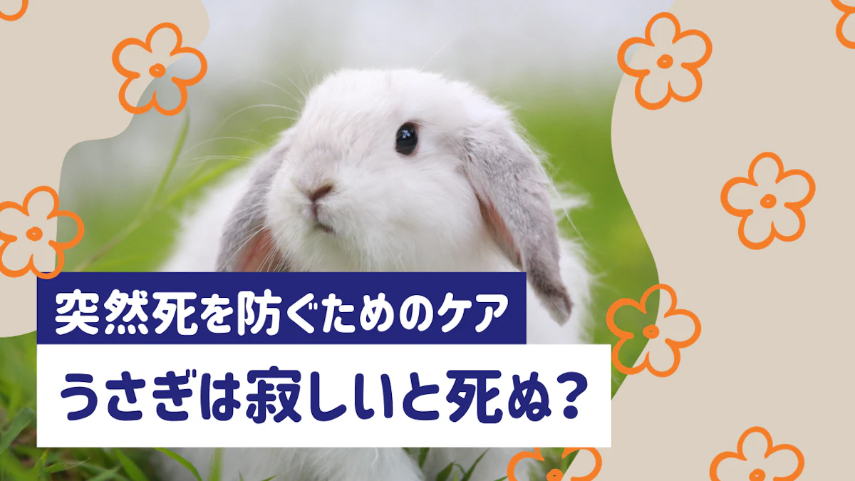 うさぎはさみしいと死ぬって本当？噂の真相と突然死を防ぐためのケアのサムネイル画像