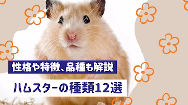 ハムスターの種類12選|性格や特徴、初心者に向いている品種も解説のサムネイル画像
