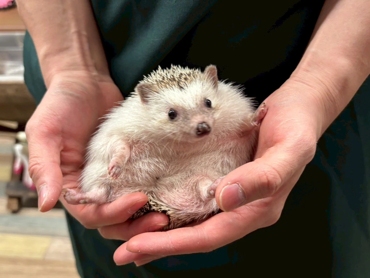 リラックスしてるハリネズミ