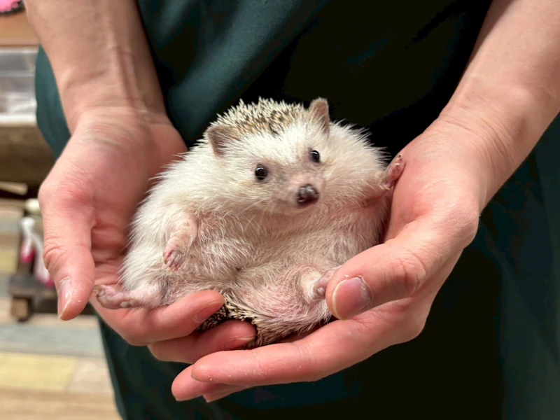 リラックスしてるハリネズミ