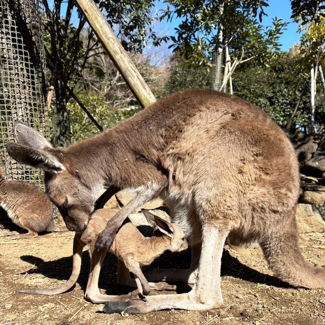 母親の袋から出て遊ぶまでに成長
