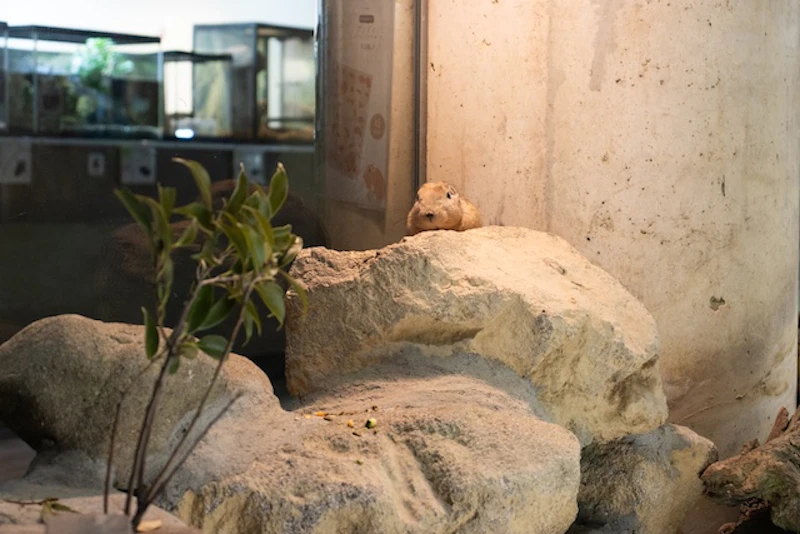 岩の上で休むグンディ