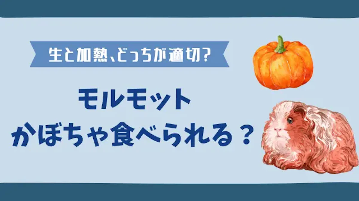 モルモットにとってかぼちゃは生がおすすめ｜その理由と適切な与え方