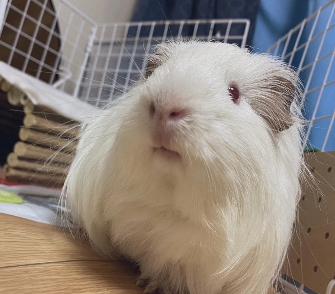 元気な頃の杏仁くん