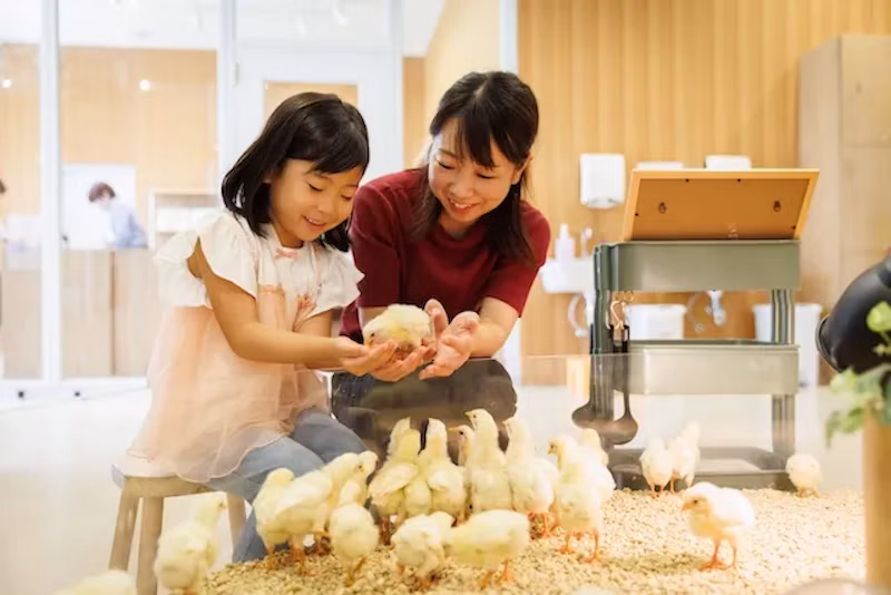 ひよこと触れ合う家族