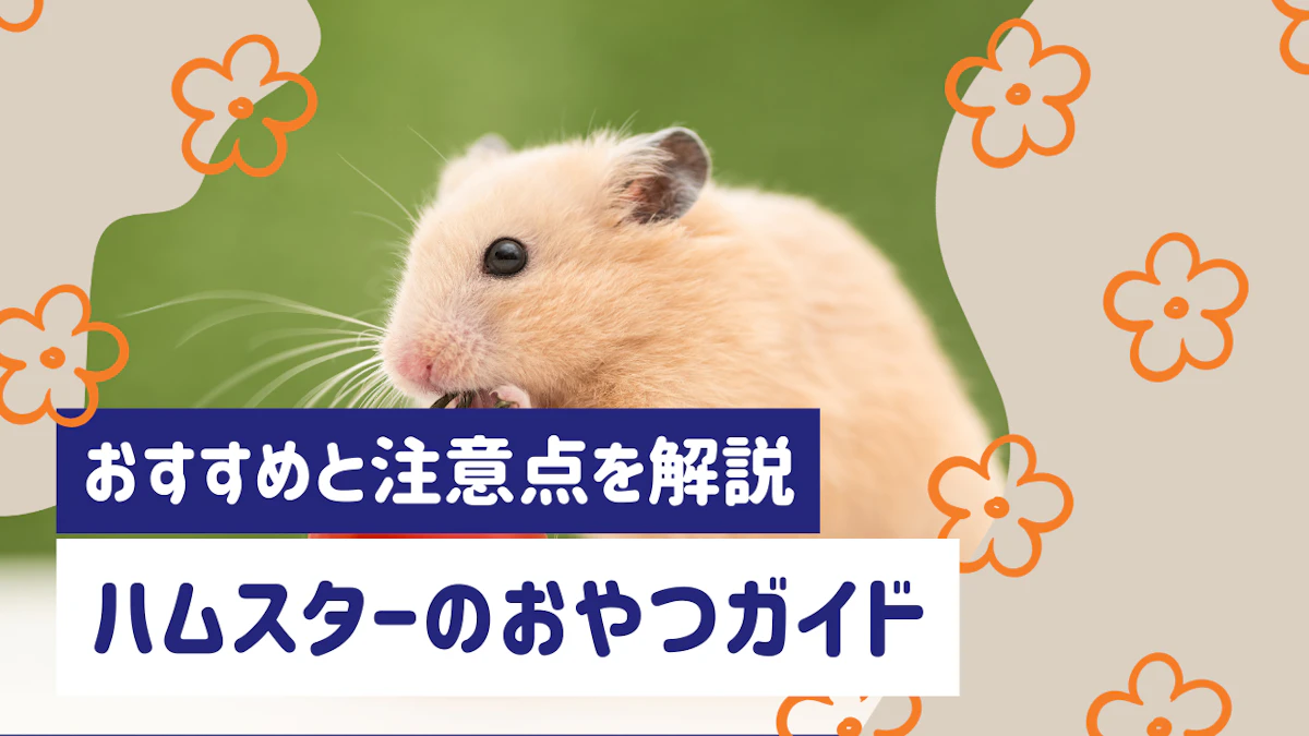 ハムスターのおやつは何がいい？種類や頻度、注意点をわかりやすく解説のサムネイル画像