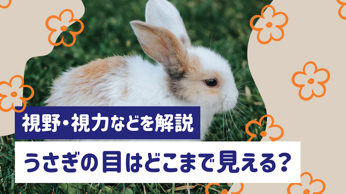 うさぎの目はどこまで見える？視野・視力から目の病気のサインまで解説のサムネイル画像