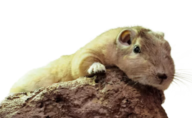 北アフリカの“砂漠の妖精”「グンディ」4匹が足立区生物園に新登場! 全国で2施設目のサムネイル画像