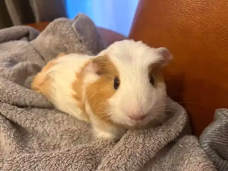 モルモットのてんちゃん