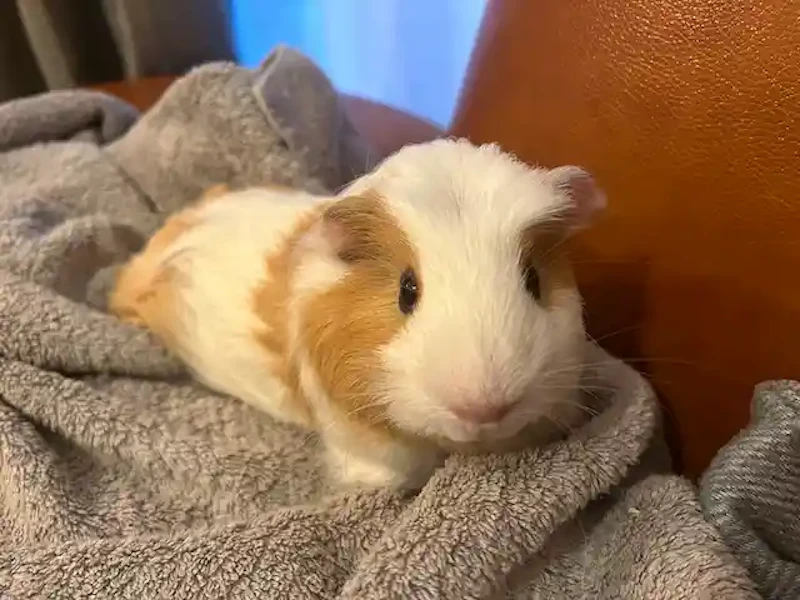 モルモットのてんちゃん