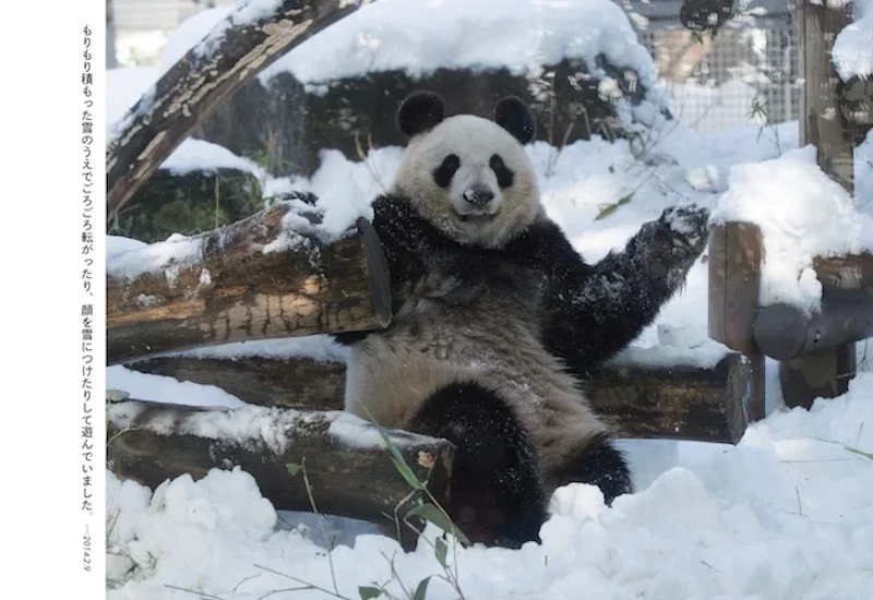 本書p.67より。雪の日のシンシン。