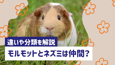 モルモットはネズミの仲間?違いや分類をわかりやすく解説のサムネイル画像