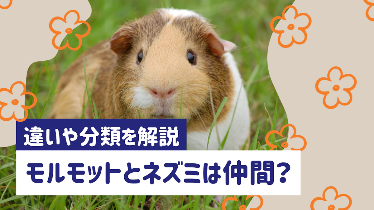 モルモットはネズミの仲間？違いや分類をわかりやすく解説
