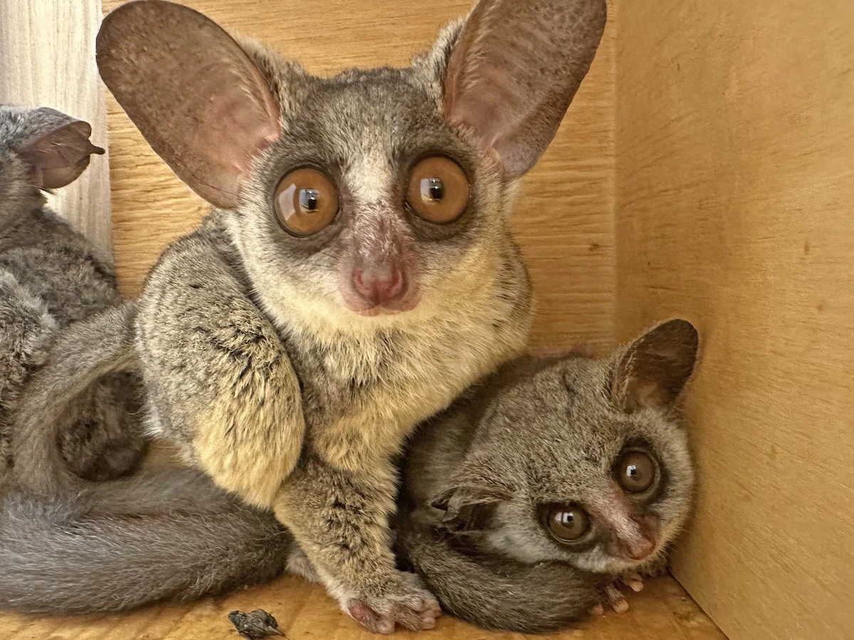 アニタッチ東京ドームシティでショウガラゴの赤ちゃん誕生！夜行性サルの愛らしい成長を観察