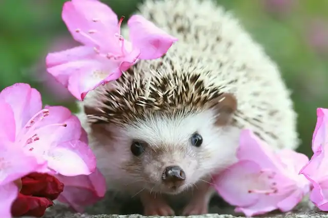 お花とハリネズミ