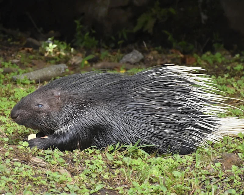 インドタテガミヤマアラシ