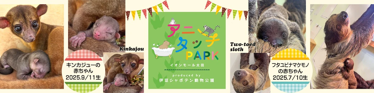アニタッチPARK イオンモール太田でフタユビナマケモノとキンカジューの赤ちゃんが誕生