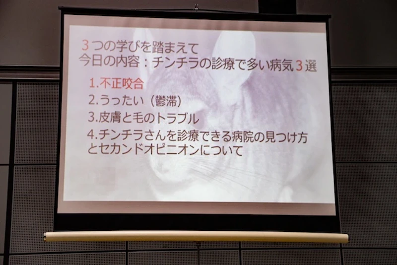 チンチラの診療で多い病気3選