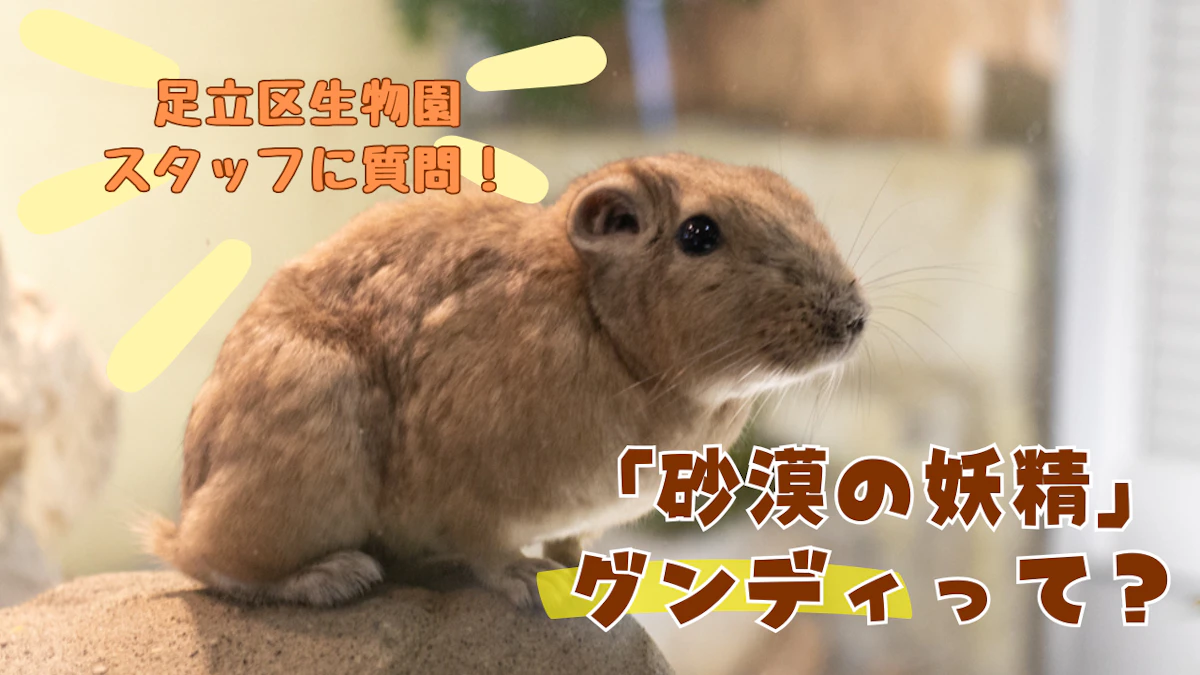 “砂漠の妖精”グンディ、重なる様子はまるで“きな粉餅”!? 足立区生物園に謎の生態を聞く