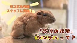 “砂漠の妖精”グンディ、重なる様子はまるで“きな粉餅”!? 足立区生物園に謎の生態を聞く