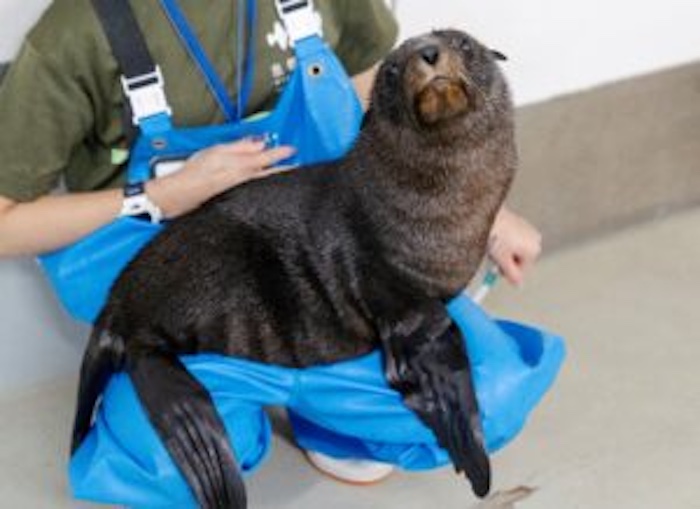 京都水族館、オットセイの赤ちゃん「ちのわ」が3月に展示デビュー