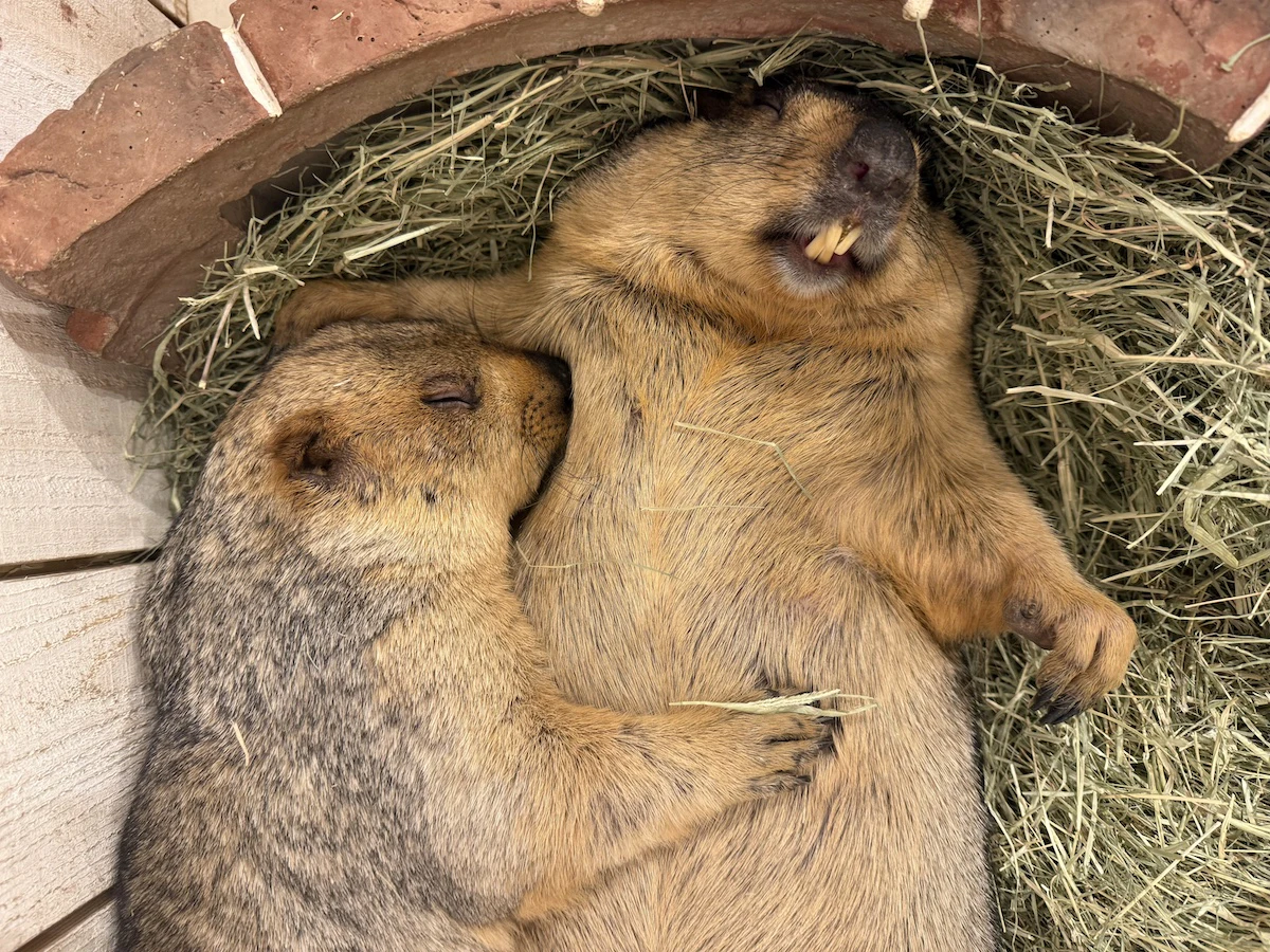 「マーモット村」2号店が大阪に11月7日オープン