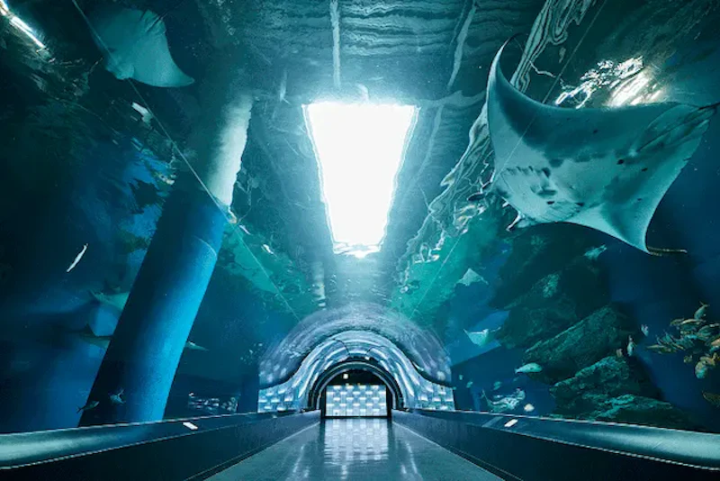 マンタのイメージ