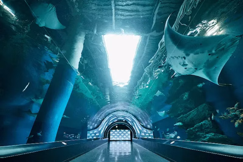 マンタのイメージ