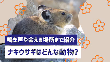 ナキウサギはどんな動物？鳴き声や日本で会える場所まで詳しく紹介のサムネイル画像