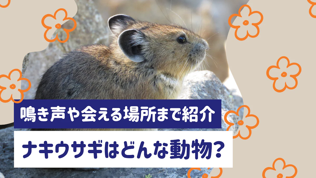 ナキウサギはどんな動物？鳴き声や日本で会える場所まで詳しく紹介