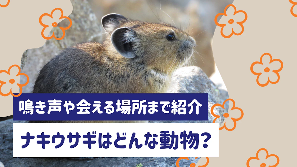 ナキウサギはどんな動物？鳴き声や日本で会える場所まで詳しく紹介