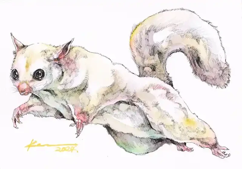 フクロモモンガ（しらたま）by KEN MATSUDA