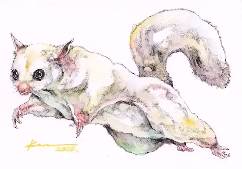 フクロモモンガ(しらたま)by KEN MATSUDA