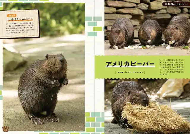 どうぶつPhotoコーナー（アメリカビーバー）